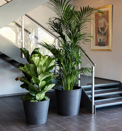 Ficus lyrata Ficus lyrata